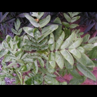 Kalanchoe prolifera (fam Crassulacees) (Madagascar) (2)